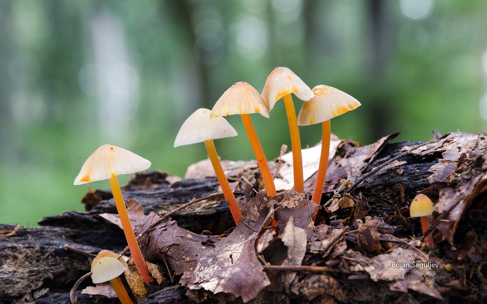 Android动态更换ICON方案