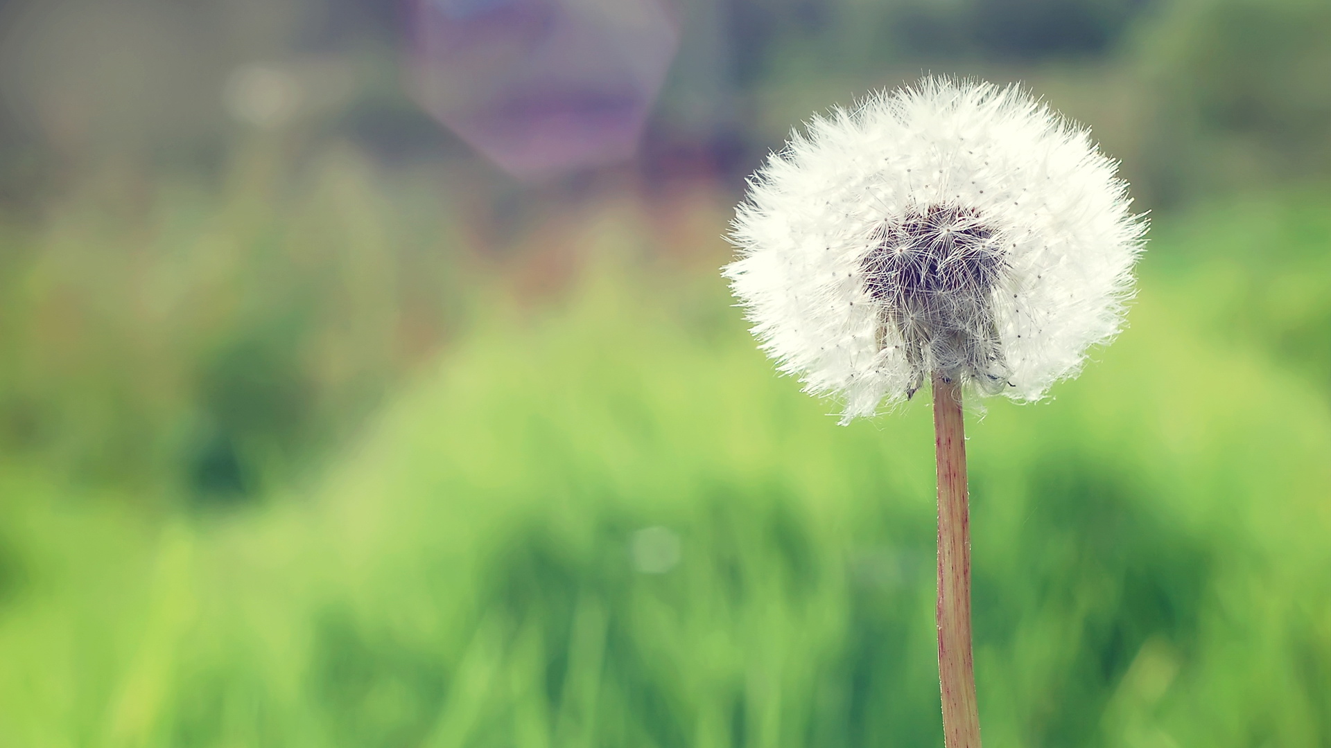 当 Flutter Dart 泛型的协变和逆变